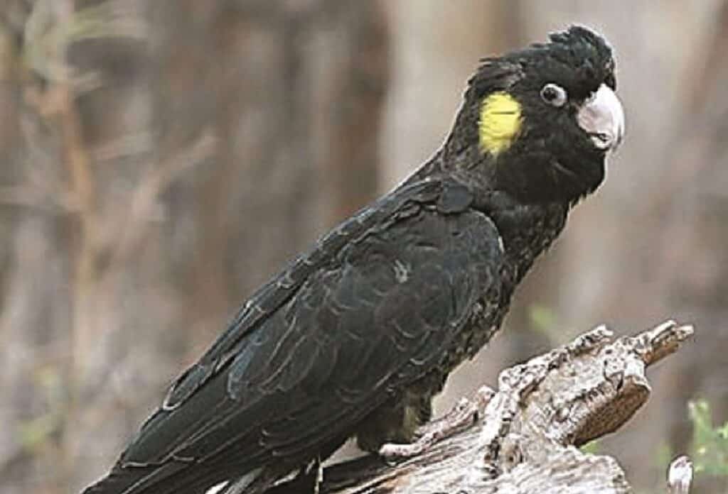 Black cockatoo at Sinclairs Gully