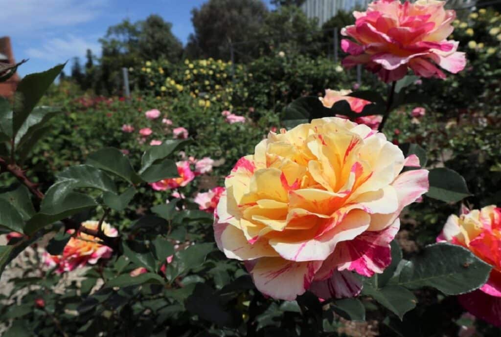rose and roses in rymill park